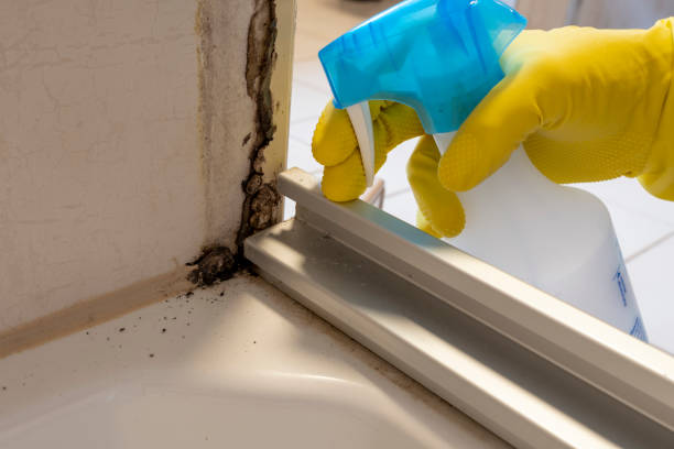 Best Bathroom Mold Remediation in Perry, UT